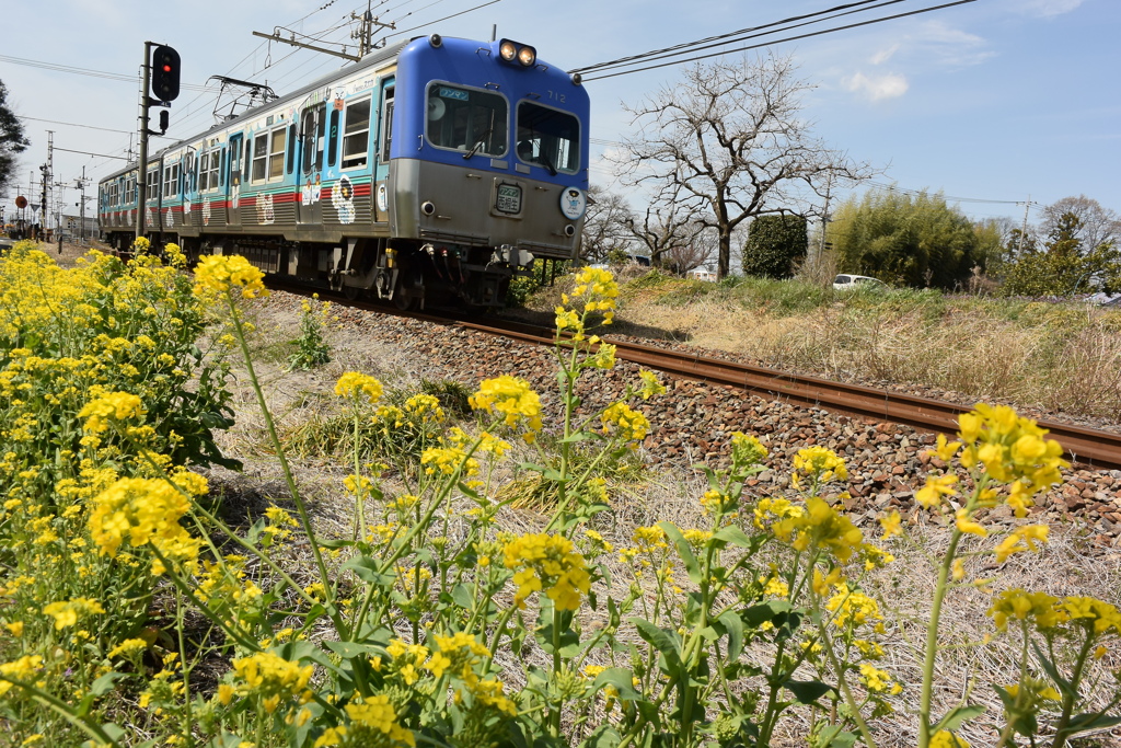 沿線に咲く花