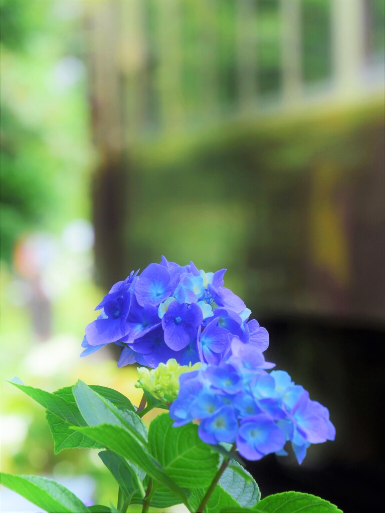 わ鐵 沿線に咲く花