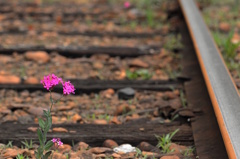 鉄路の花