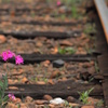 鉄路の花