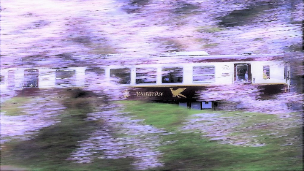 Watarase　桜巡り