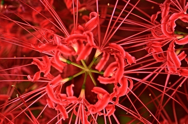 初秋の花火 