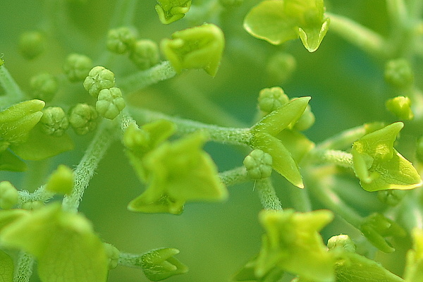 紫陽花の孫