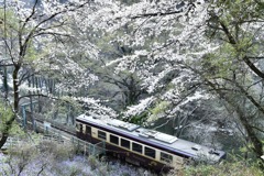 リスのいる駅