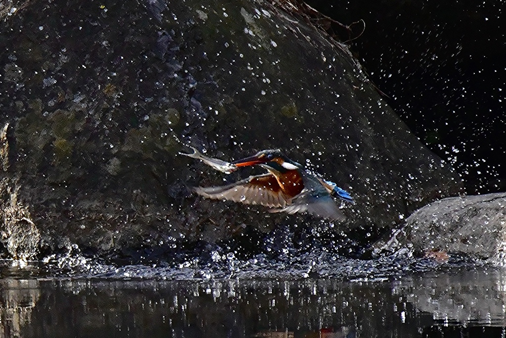 splash and go