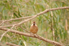 びっくりポン！