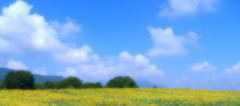 遠い夏