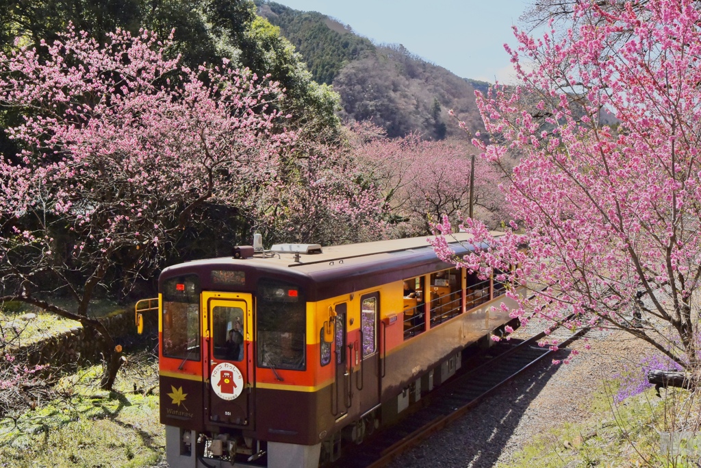 わっしー号　花の駅へ