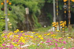 花咲く踏切