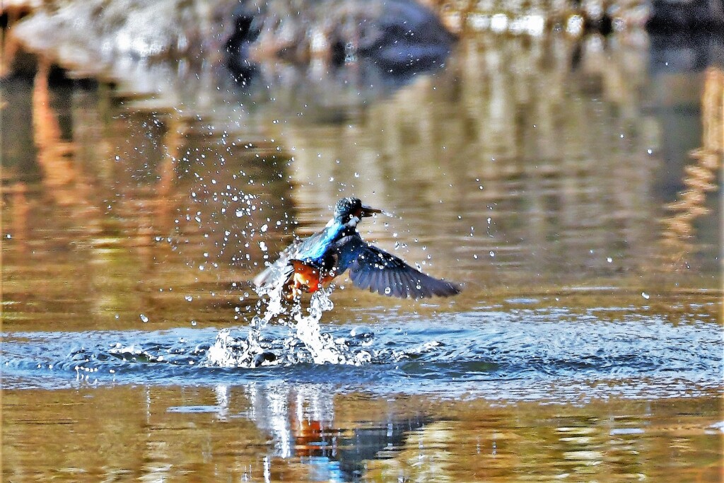 Splash