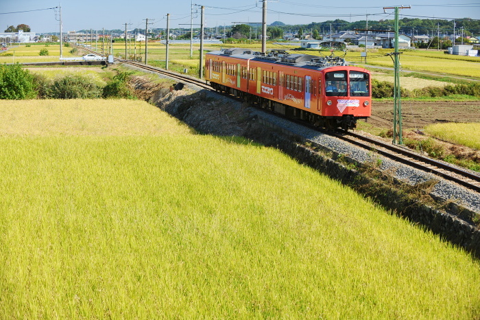 収穫前