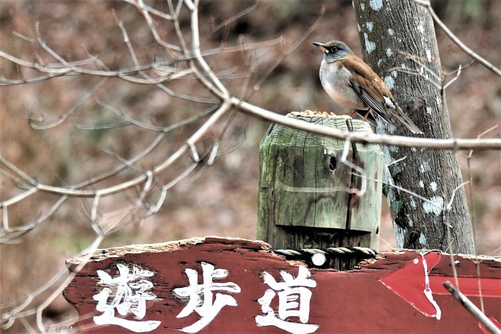 どっち？