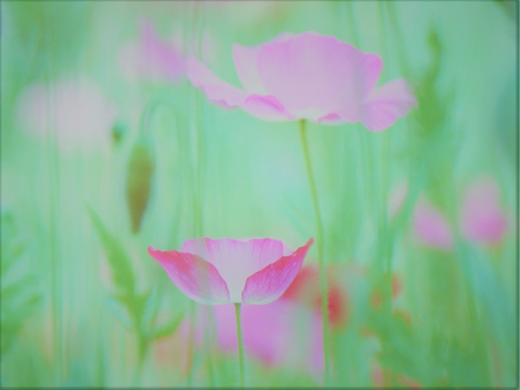 poppy