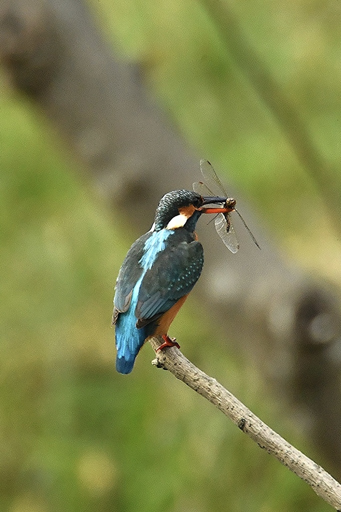 catch and eat