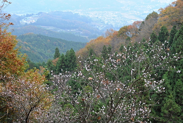 冬桜の町