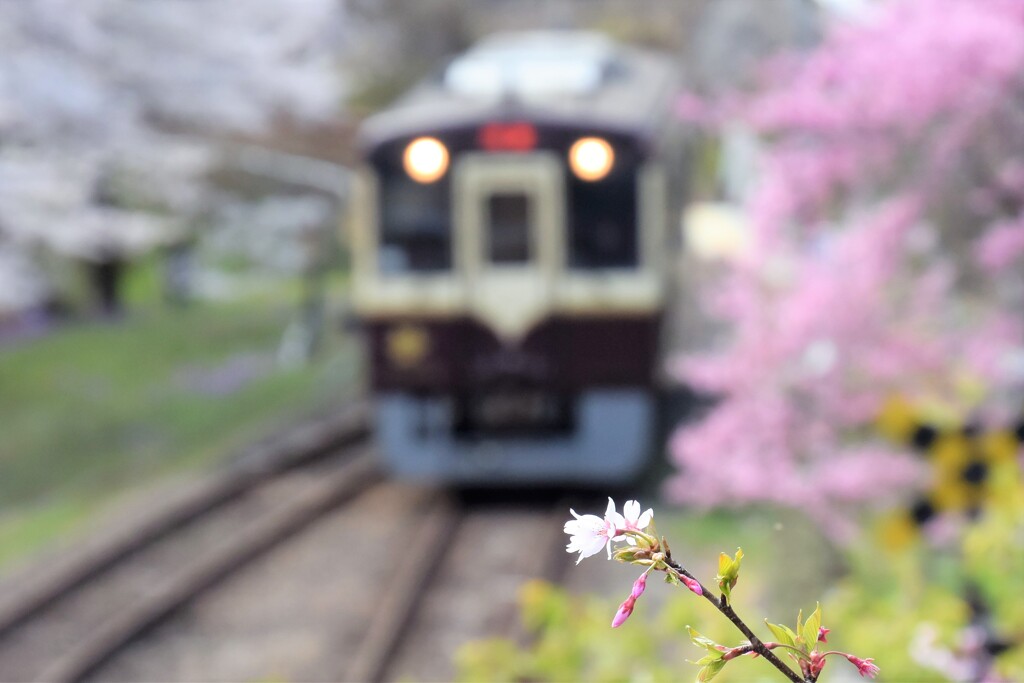 桜入線