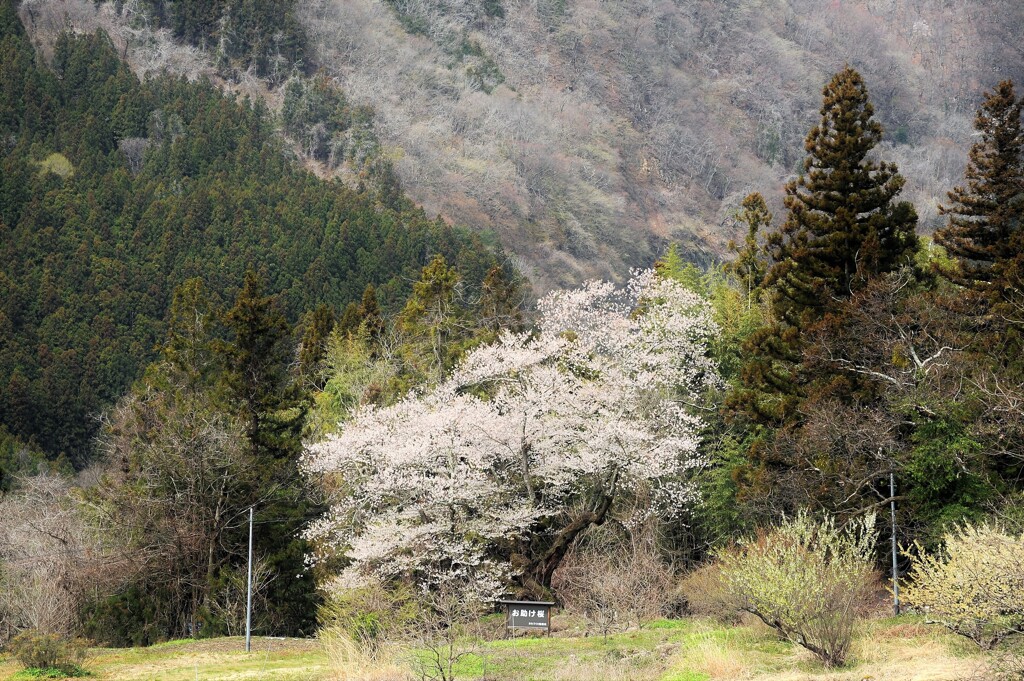 お助け桜