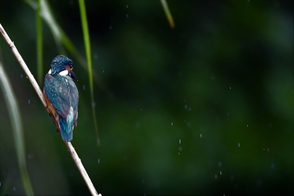 雨を見たかい