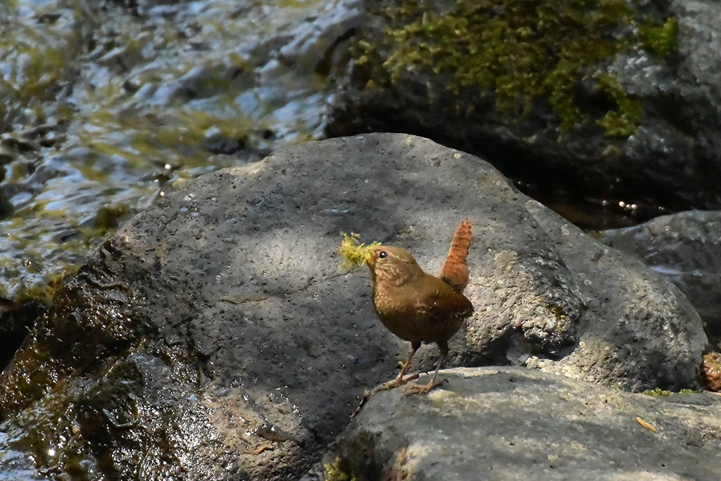 ミソっち on the rock