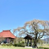 寺に咲く
