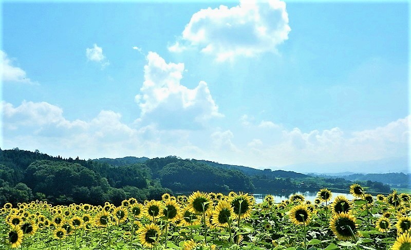 夏に集合