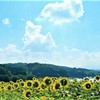 夏に集合