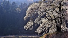 山桜に吹く風