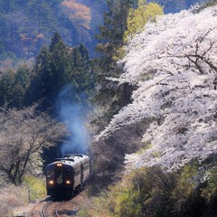 桜日和