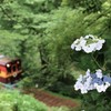 紫陽花が見たもの