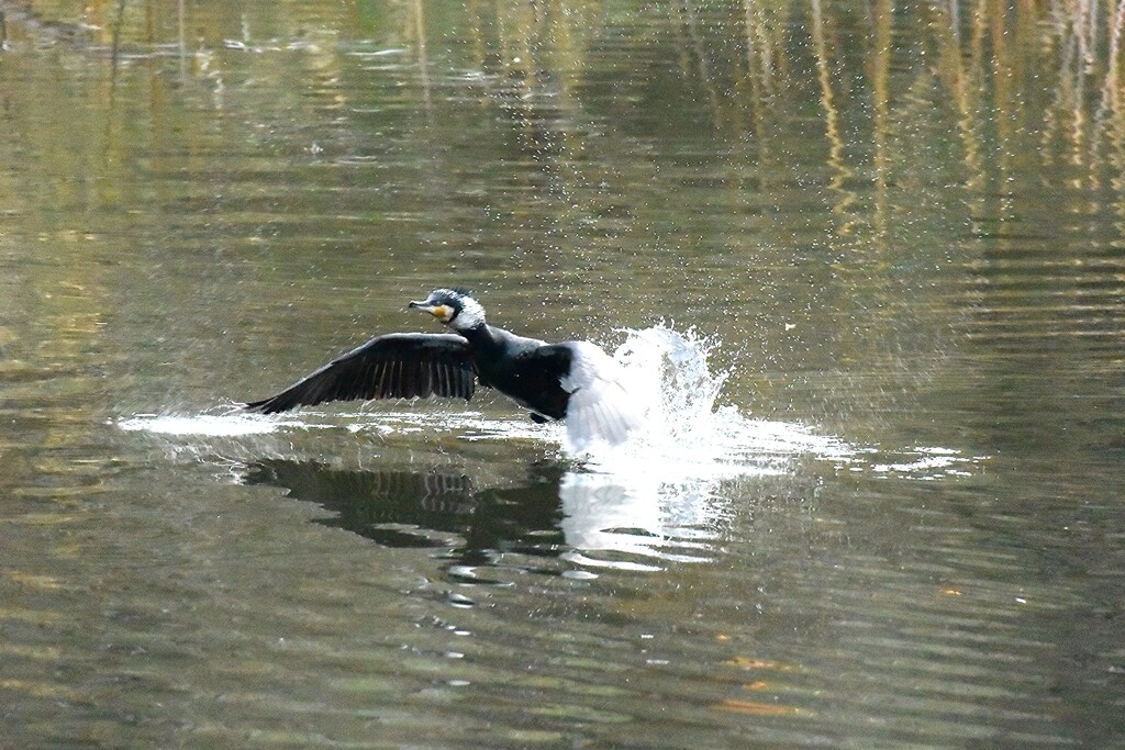 離水