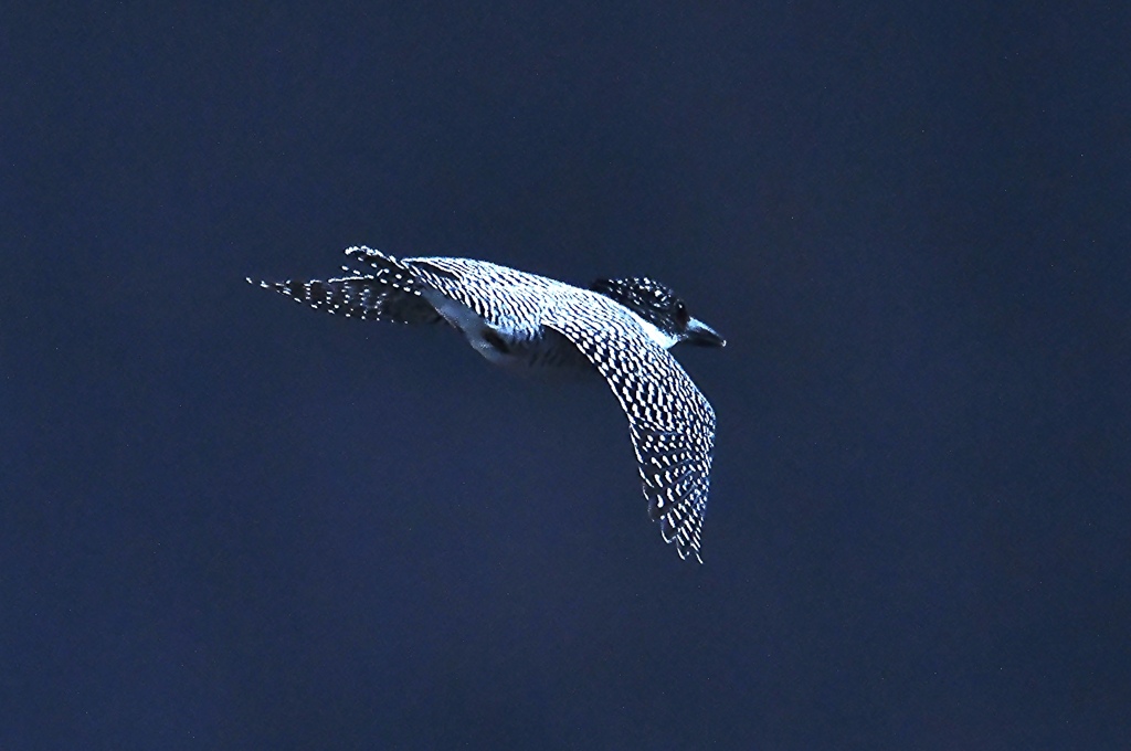 flying in the dark