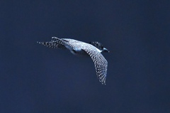 flying in the dark