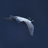 flying in the dark