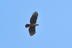 Mountain Hawk Eagle