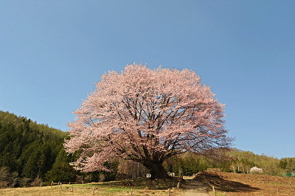 天王桜
