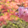 わ鐵を探そう
