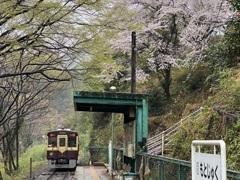 桜咲く無人駅