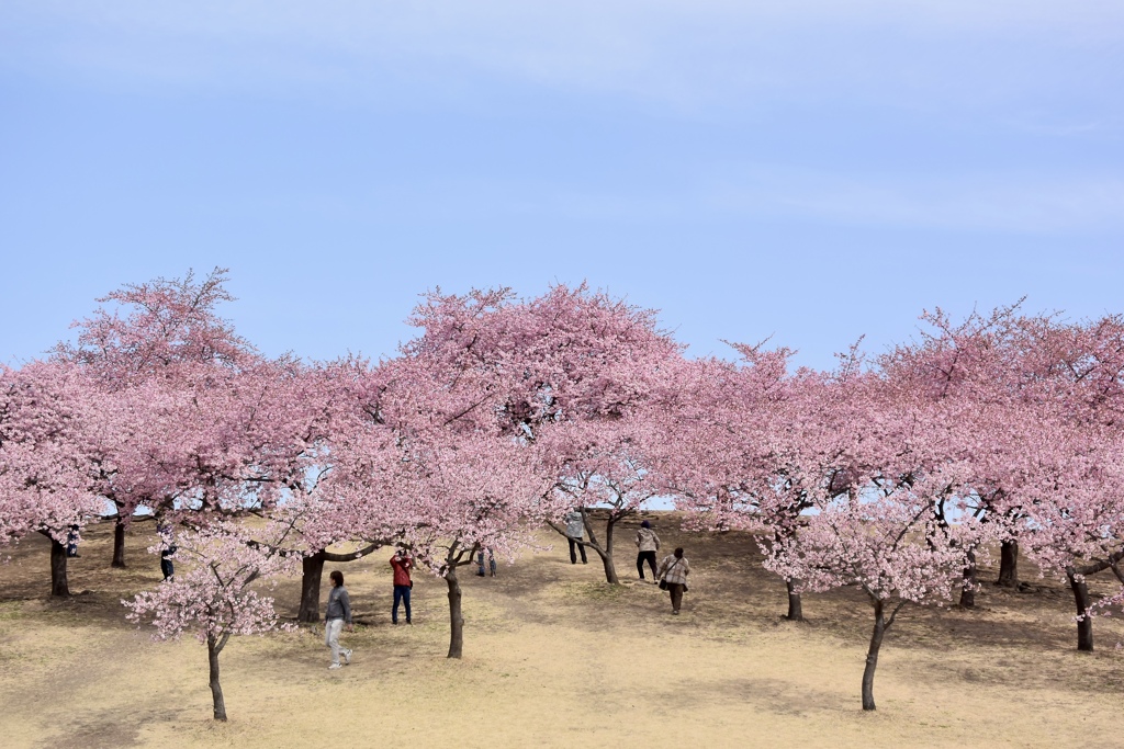 みらい公園の春