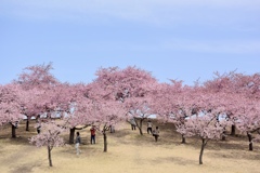 みらい公園の春