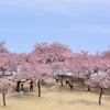 みらい公園の春