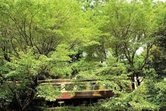 夏を駆ける