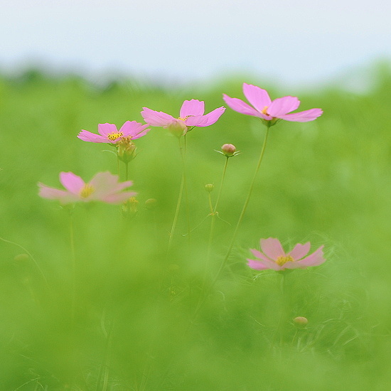 cosmos