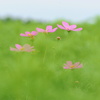 cosmos