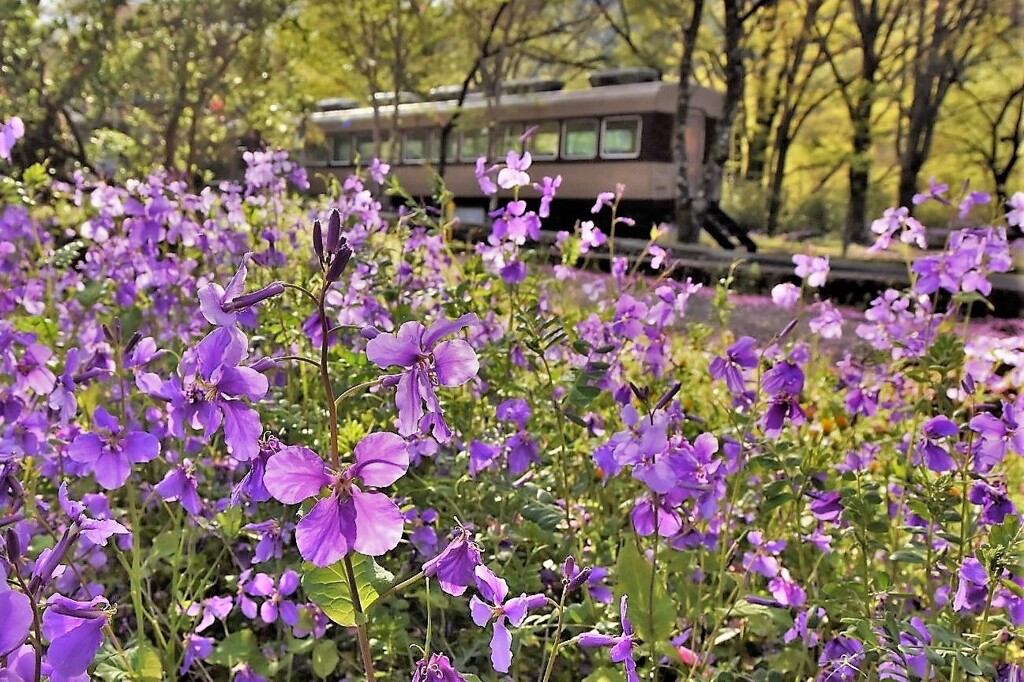 列車レストラン