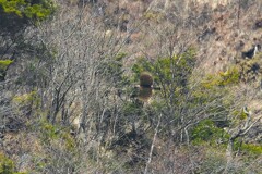 クマ子が飛んだ日