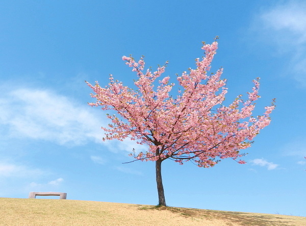 丘の上の桜