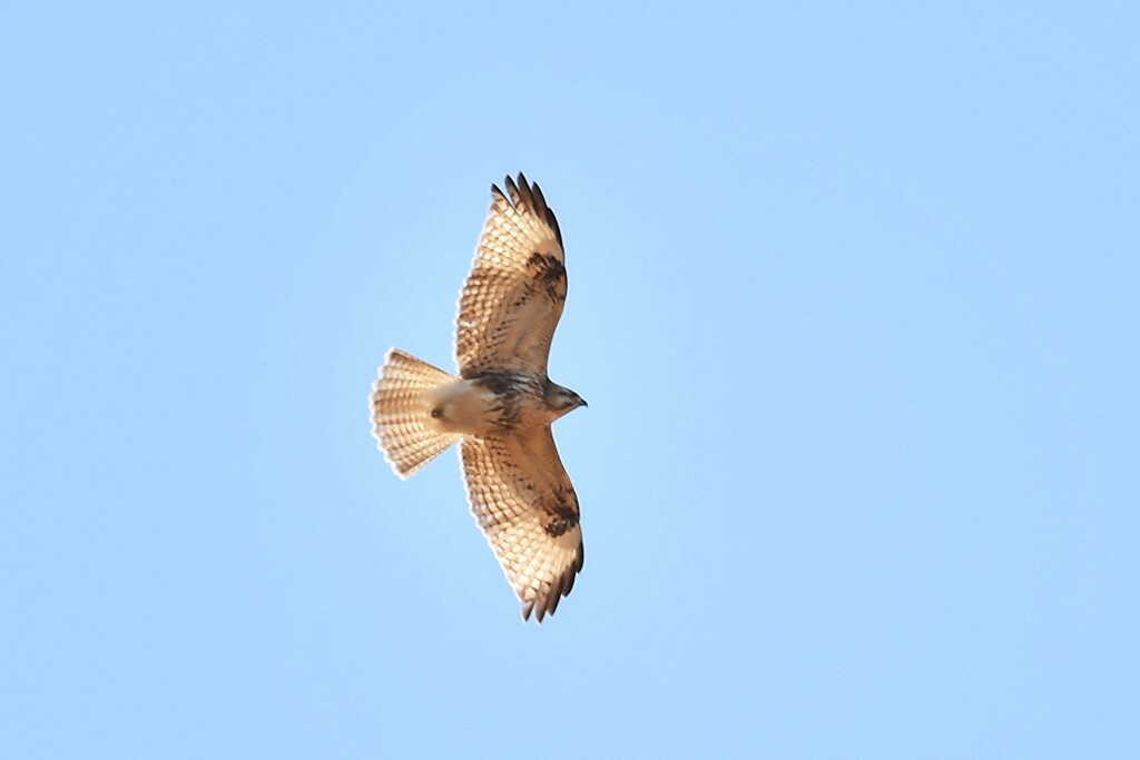 Buzzard seethrough