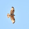 Buzzard seethrough