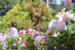 五月のバラ