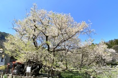 山妻有の桜